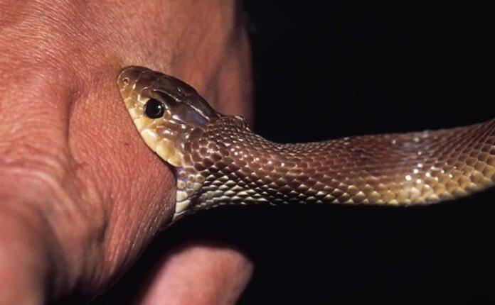 bengaluru-16-year-old-boy-survives-occult-neurotoxic-snakebite