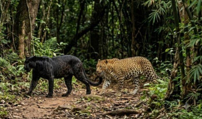 dandeli-black-leopard-spotted-leopard-movement-residential-areas