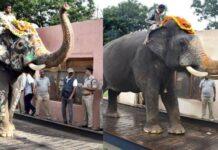 ಈ ಬಾರಿ ಅಂಬಾರಿ ಹೊರುವ ಅದೃಷ್ಟ ಯಾರಿಗೆ? ಬಲಶಾಲಿ ಶ್ರೀಕಂಠನಾ? ಏಕಲವ್ಯನಾ? ರೋಚಕ ಮಾಹಿತಿ!