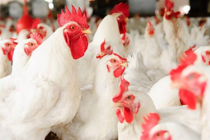 Chicken Shop