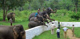 ದುಬಾರೆ ಆನೆ ಶಿಬಿರ ಪುನರಾರಂಭ