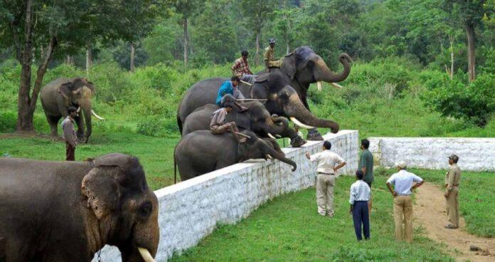 Dubare Elephant Camp
