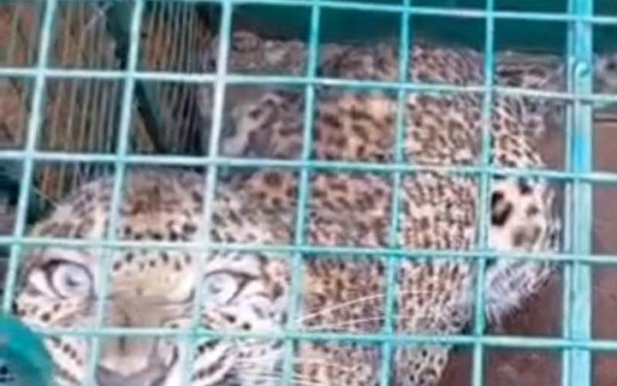 belthangady-savanal-leopard-caught-in-forest-department-cage