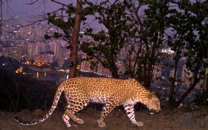 dandeli-leopard-movement-forest-fringe-villages-safety-alert