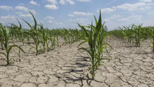 drought