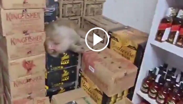 monkey-found-sleeping-inside-liquor-shop-cupboard-video-goes-viral