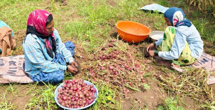 Onion
