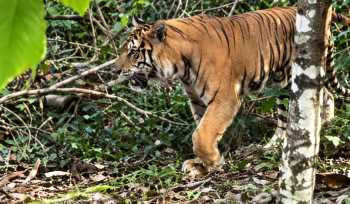 chikkamagaluru-muthodi-shiravase-road-tiger-sighting