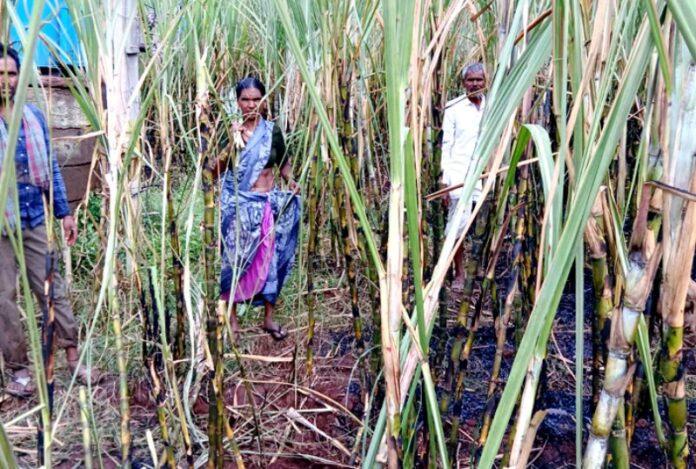 sugarcane