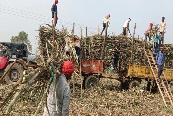 sugarcane