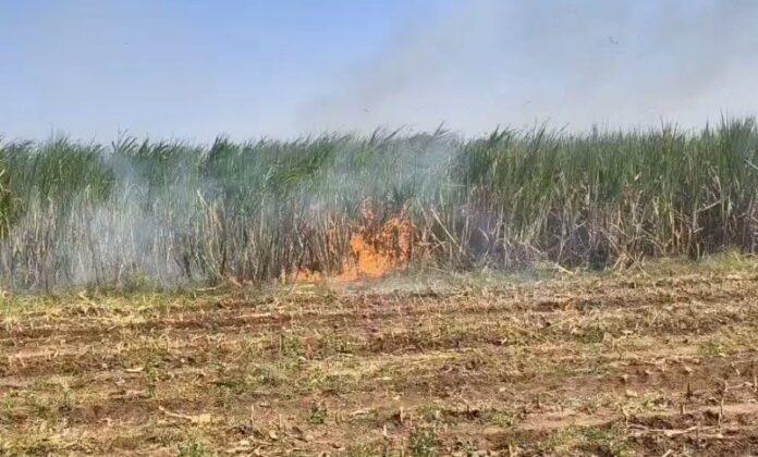 sugarcane